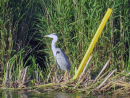 Heron max digital zoom