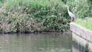 This is where Lex fell in but the water was a lot lower 1
