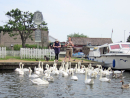 Lex and swans